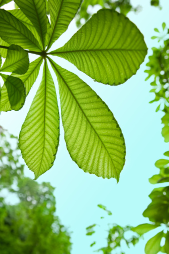 Low angle view of tree with fresh green leaves frame against clear sky with copy space.
