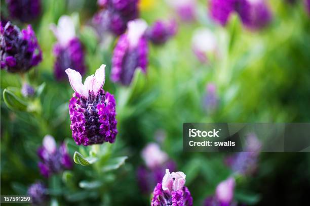 Lavanda - Fotografias de stock e mais imagens de Ao Ar Livre - Ao Ar Livre, Beleza, Cor de Lavanda