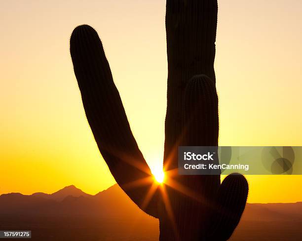 Photo libre de droit de Cactus Au Coucher Du Soleil banque d'images et plus d'images libres de droit de Origines - Origines, Nature, États-Unis