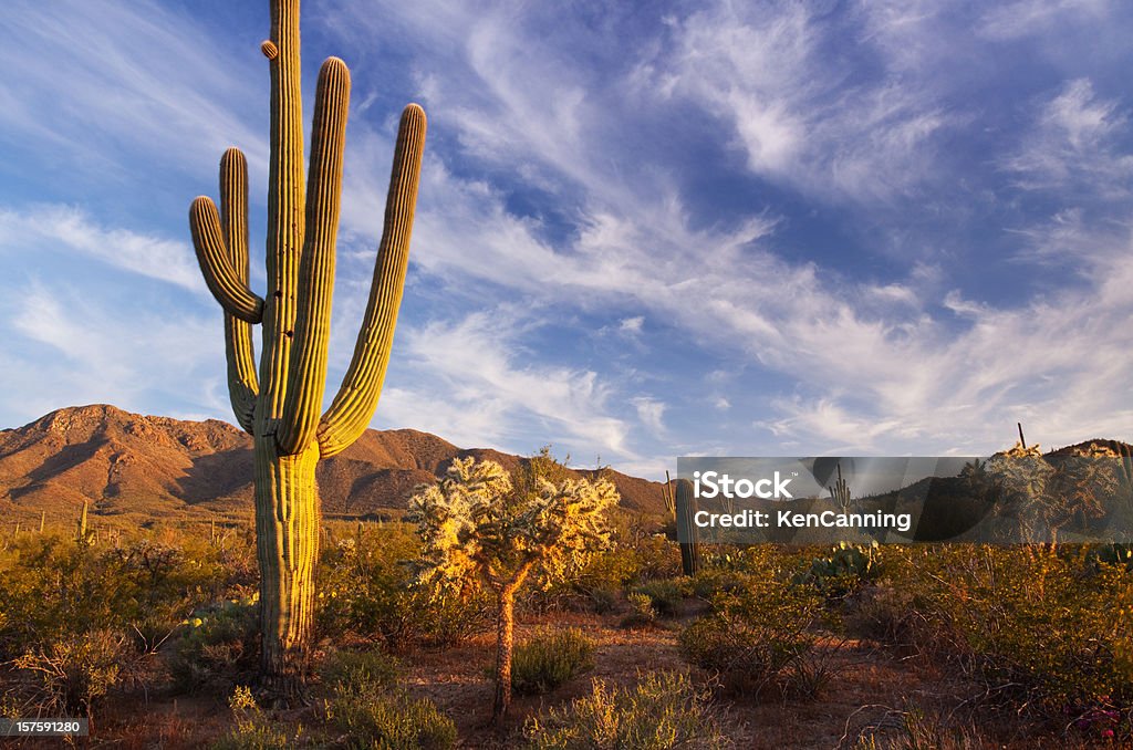 Cacto e paisagem do deserto - Foto de stock de Arizona royalty-free