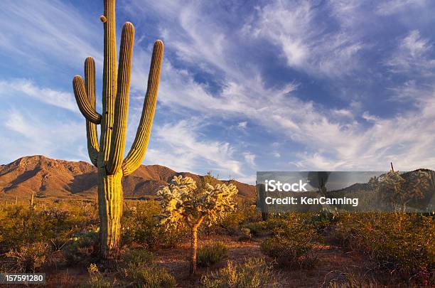 Foto de Cacto E Paisagem Do Deserto e mais fotos de stock de Arizona - Arizona, Cacto, Deserto de Sonora