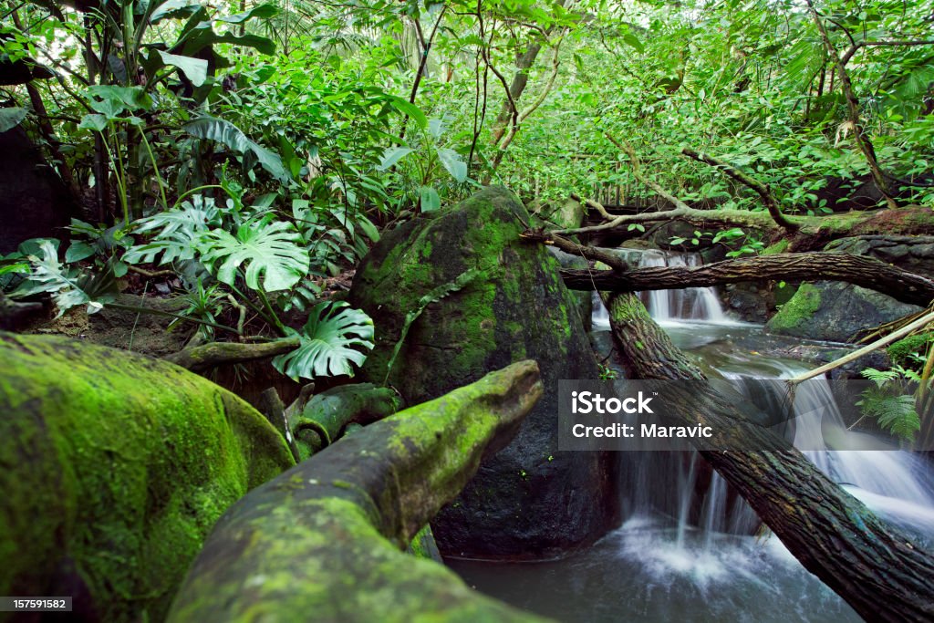 Jungle - Photo de Affluence libre de droits