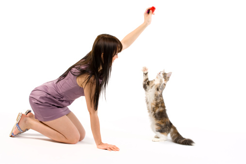 Young woman playing with her Maine Coon cat. Isolated on white.