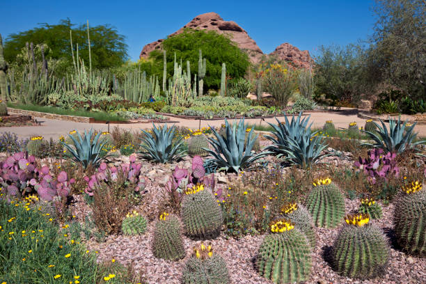 jardines botánicos desert - jardín botánico fotografías e imágenes de stock