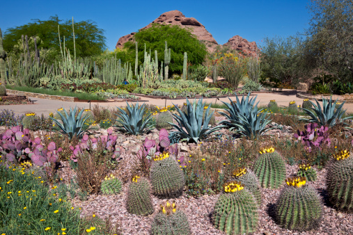 Botanical Gardens in the Southwest United States