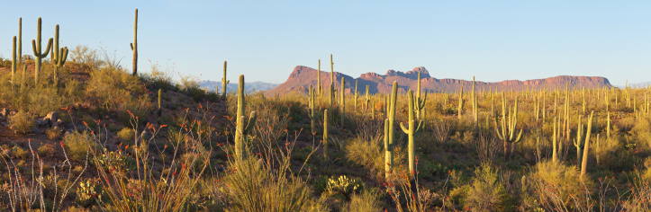 Desert Panorama of Saguaro Cactus and Ocotillo. Panther Peak and Safford Peak in the Background.  