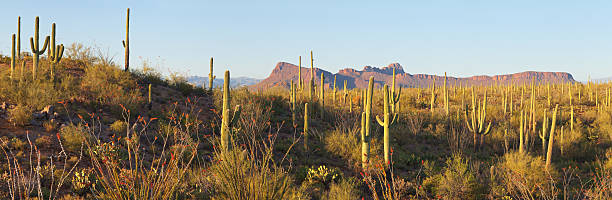 Desert Cactus Panorama Desert Panorama of Saguaro Cactus and Ocotillo. Panther Peak and Safford Peak in the Background.   saguaro cactus stock pictures, royalty-free photos & images