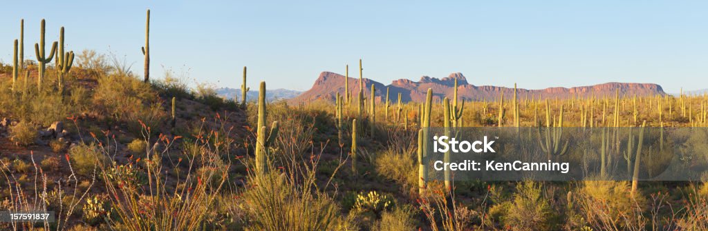 Panorama de cactos do deserto - Foto de stock de Arizona royalty-free