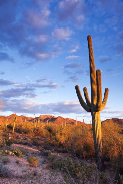 istock Sonoran Desert and Saguaro Cactus 157591838