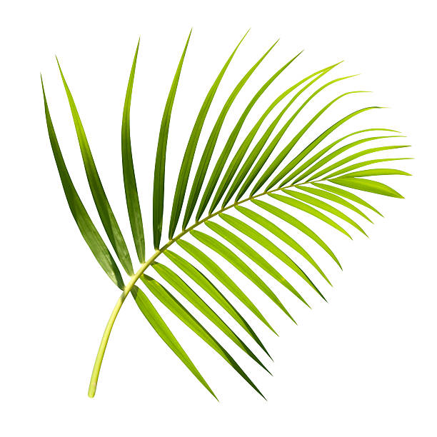 verde hoja de palmera aislado en blanco con trazado de recorte - palm leaf branch leaf palm tree fotografías e imágenes de stock