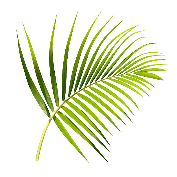Green palm leaf isolated on white with clipping path