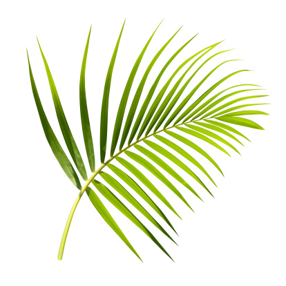 A tropical palm leaf with a clipping path, isolated on a white background. Further choices below: