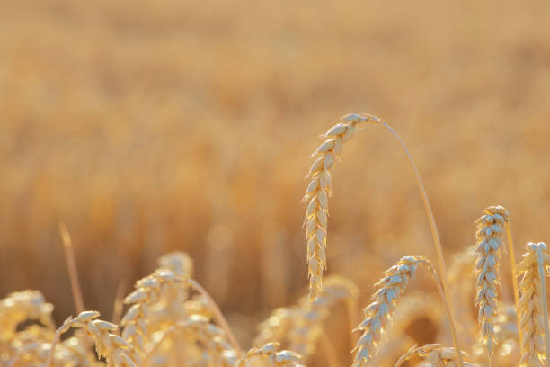 istock ripe ear of wheat 1575919360