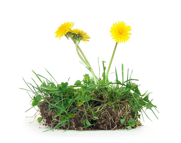 Dandelion and Dirt Isolated  dandelion root stock pictures, royalty-free photos & images