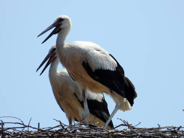 istock white storks in the nest on the roof with blue sky 1575921461