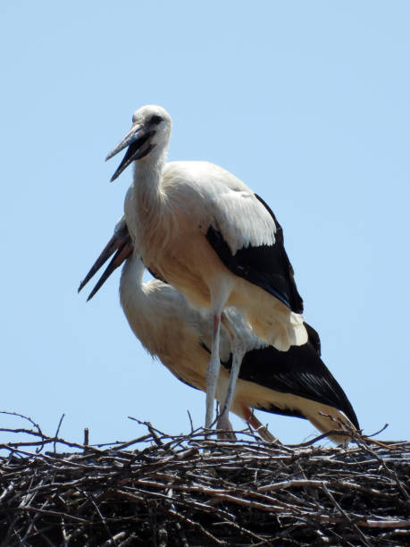 istock white storks in the nest on the roof with blue sky 1575921464