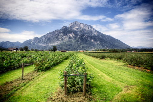 Rasperry fields stretch out to the Untersberg mountain in the Austrian Alps, near Salzburg.