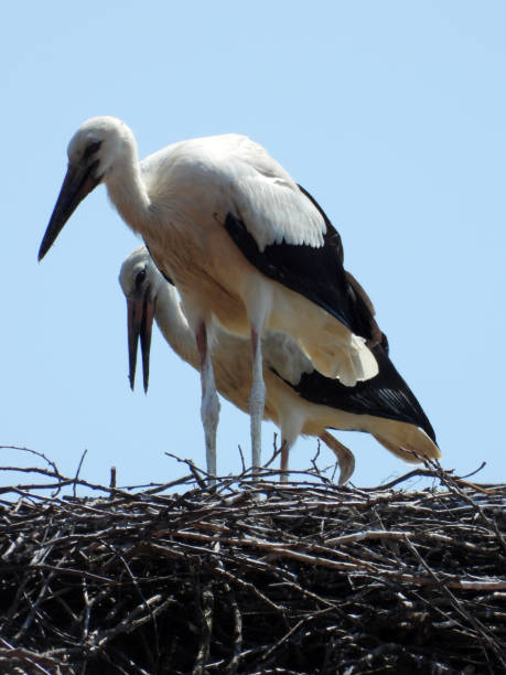 istock white storks in the nest on the roof with blue sky 1575921641