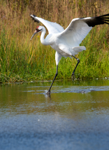 Scarce whooping crane, on the endangered species list, in a wetland setting.