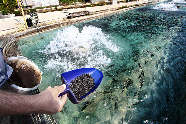 Fish farm at Bussi, in Abruzzo Man feeding the trouts swimming in a pool in a trout farm at Bussi, in Abruzzo. Other images in: aquaculture photos stock pictures, royalty-free photos & images