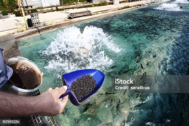 Foto de Em Uma Fazenda De Piscicultura No Bussi Abruzzo e mais fotos de stock de Criação de Peixes - Criação de Peixes, Aquacultura, Peixe