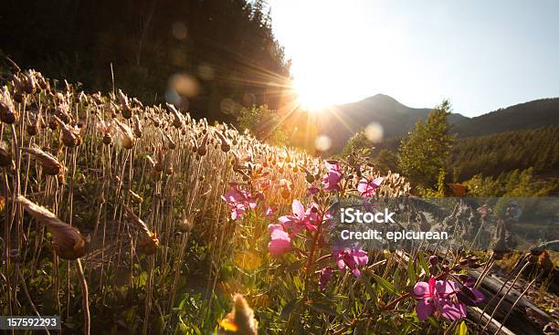 Puesta De Sol Sobre Un Campo De Flores Silvestres Foto de stock y más banco de imágenes de Flor silvestre - Flor silvestre, Montana, Parque Nacional de los Glaciares - Parque Internacional de la Paz Waterton-Glacier