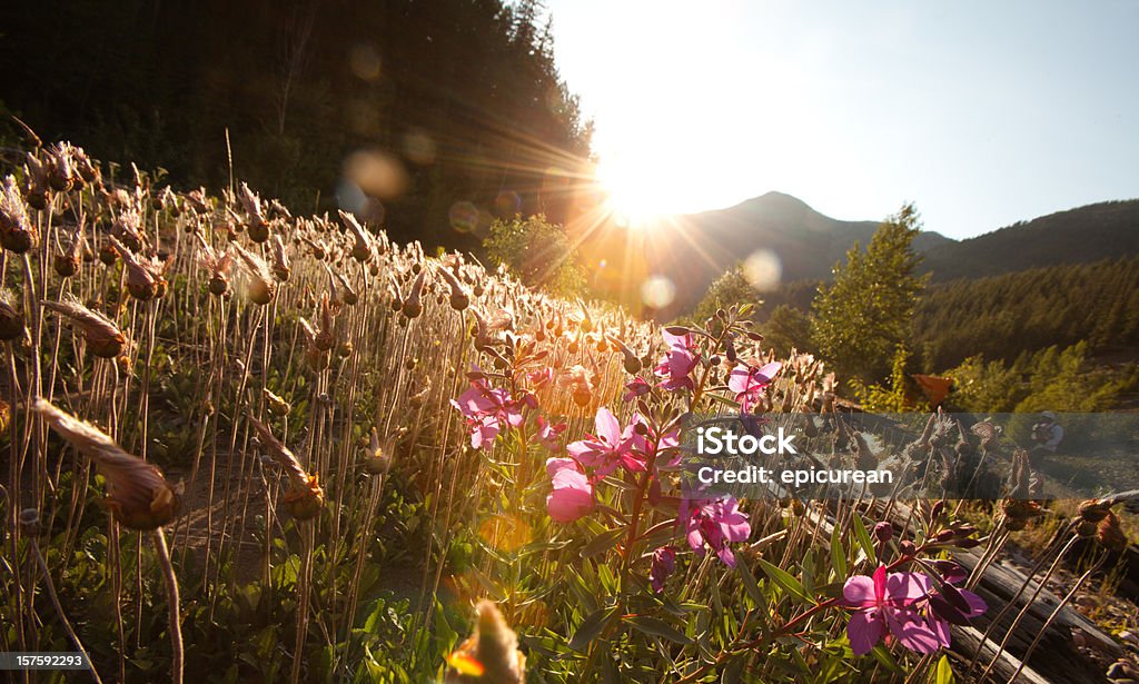 Pôr do sol sobre o campo de flores silvestres - Royalty-free Granadilha Foto de stock