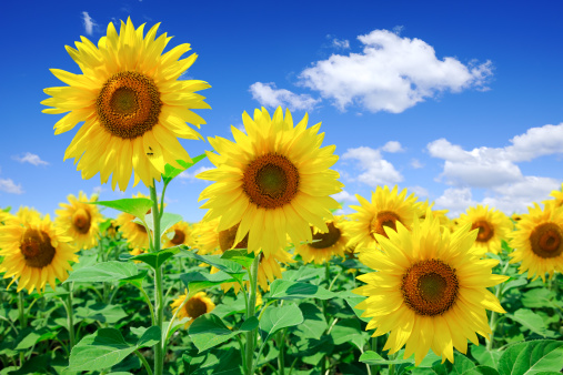 Golden sunflowers, the blue sky and white clouds