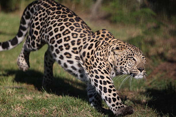 Leopard on the run  prowling stock pictures, royalty-free photos & images