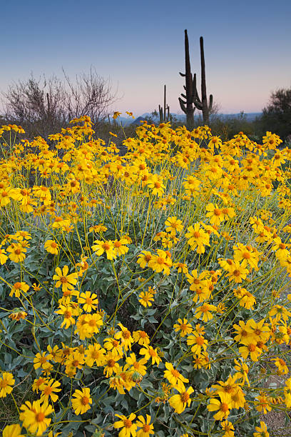 「ブリトルブッシュとサワロサボテン花 - brittlebush ストックフォトと画像