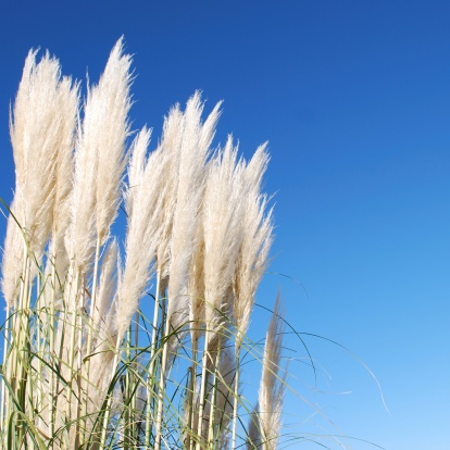 NZ native 'Toitoi' or 'Toetoe' grass heads blowing in the breeze, the background a classic clear blue summer sky. The name 'Toetoe' comes from the Māori language. It is a member of the Cortaderia fulvida genus.