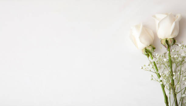 White Rose Wedding Invitation  gypsophila stock pictures, royalty-free photos & images