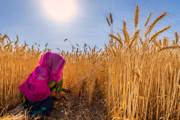 istock Young Indian woman cutting a wheat, India. 1575925763