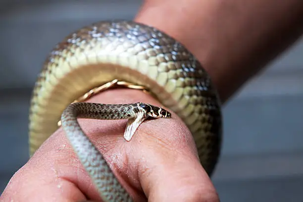 Snake biting the hand of a man during the traditional celebration of San Domenico in Pretoro, Abruzzo, Italy.