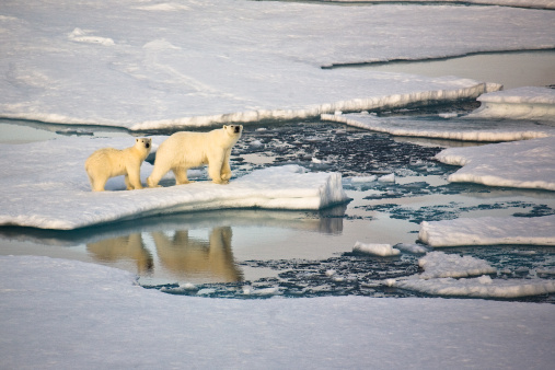 Mom polar bear and cub walking on street in Churchill with unrecognizable people watching in the background