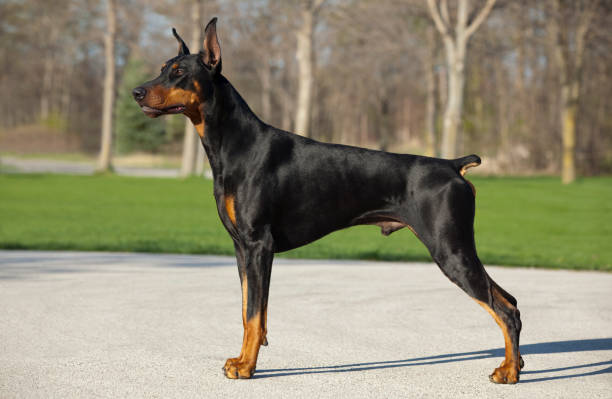 doberman hombre de pie; perfil o apiladas posición firme, noble - doberman fotografías e imágenes de stock