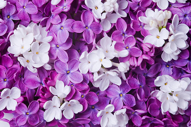 Multi colored full frame mix of blooming violet and white lilac flowers. Studio shot.