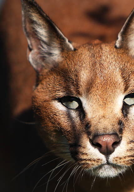 istock Caracal portrait 157592893