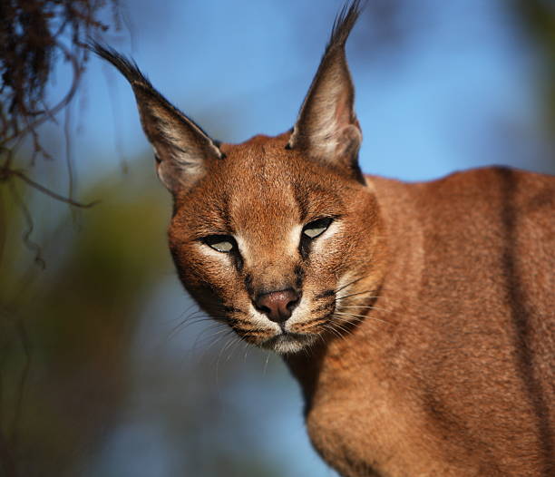 istock Caracal portrait 157592900