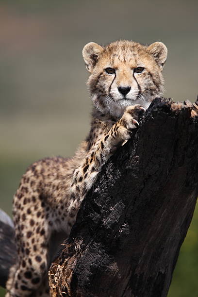 Cheetah cub stretching stock photo