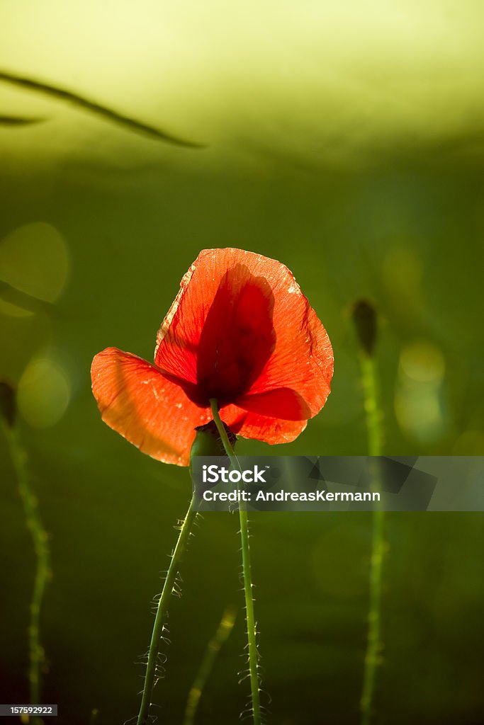 Poppy flower  Close-up Stock Photo