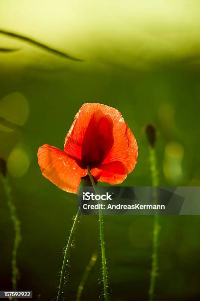 Poppy Flower Stock Photo - Download Image Now - Close-up, Color Image, Copy Space