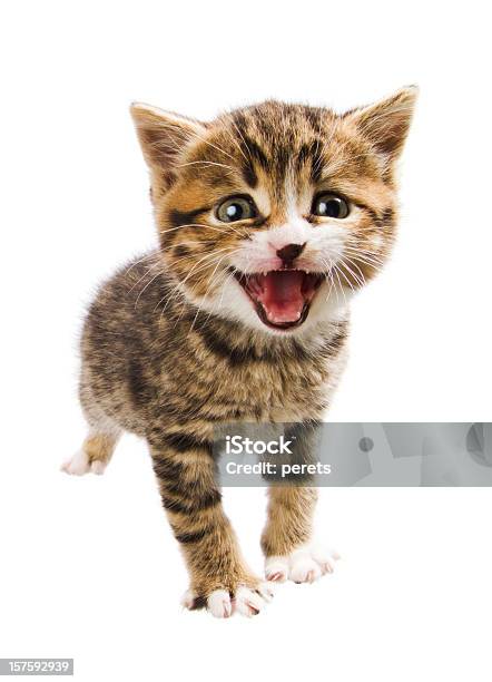 Miaowing Katzenjunges Stockfoto und mehr Bilder von Hauskatze - Hauskatze, Miauen, Weißer Hintergrund