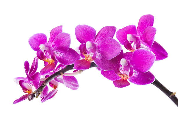 istock Beautiful pink orchids on white background 157592958