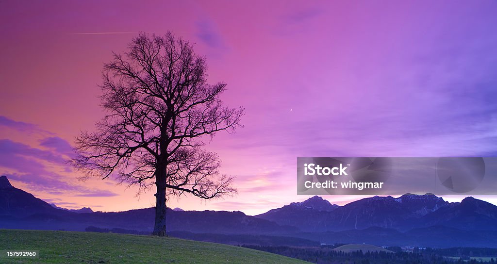 old bavarian oak- allgau - germany  Allgau Stock Photo