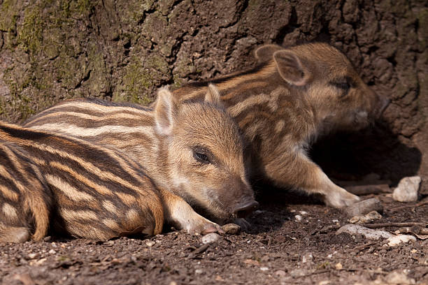 istock Piglets of Wild Boar 157592964