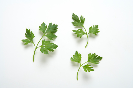 Three  branches of parsley on white