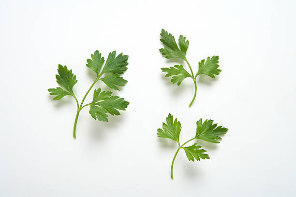 Parsley branches Three  branches of parsley on white garnish stock pictures, royalty-free photos & images