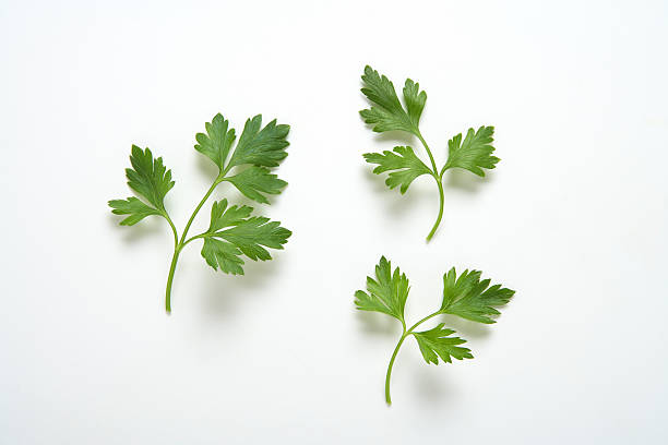 Parsley branches Three branches of parsley on white parsley stock pictures, royalty-free photos & images