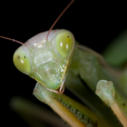 Praying mantis hierodula membranacea, close up image ,shallow dof.